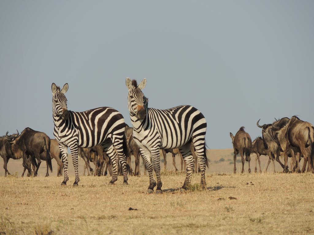 Loyk Mara Luxury Camp Hotel Maasai Mara Exterior foto